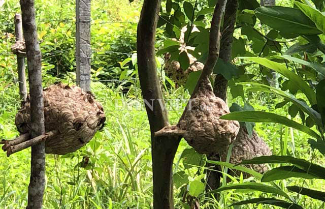 Doc nhat Quang Ngai: Nuoi bo suu tap loai 'tu than' la liet vuon nha-Hinh-3