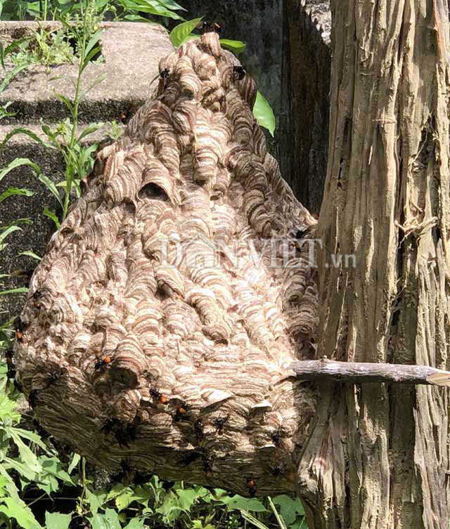 Doc nhat Quang Ngai: Nuoi bo suu tap loai 'tu than' la liet vuon nha-Hinh-7