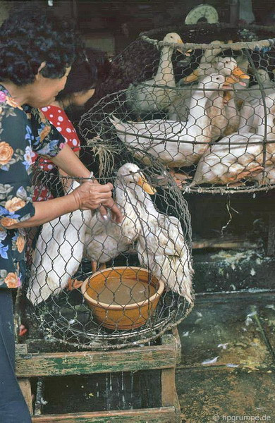 Một chú vịt sắp bị hóa kiếp.