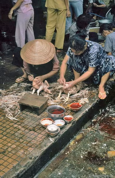 Cảnh mổ gà.