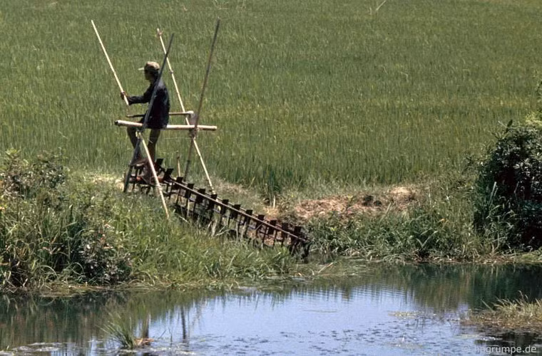 Đưa nước vào ruộng bằng guồng nước đạp chân.