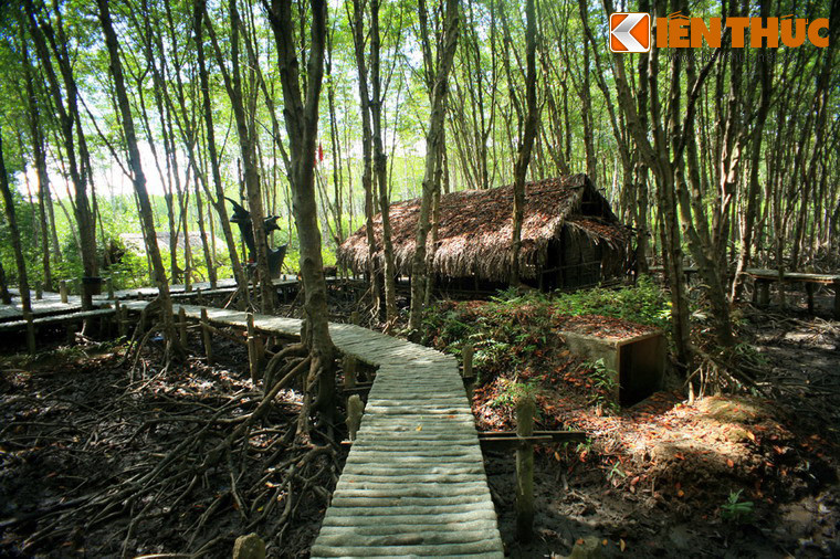 Năm 1952, Phạm Xuân Ẩn ra Chiến khu D (Đông Nam Bộ) và được Bác sĩ Phạm Ngọc Thạch - Ủy viên Ủy ban Hành chánh Kháng chiến Nam Bộ - giao nhiệm vụ tình báo chiến lược. Ảnh: Một góc căn cứ Rừng Sác (Cần Giờ, TP HCM) ở Chiến khu D.