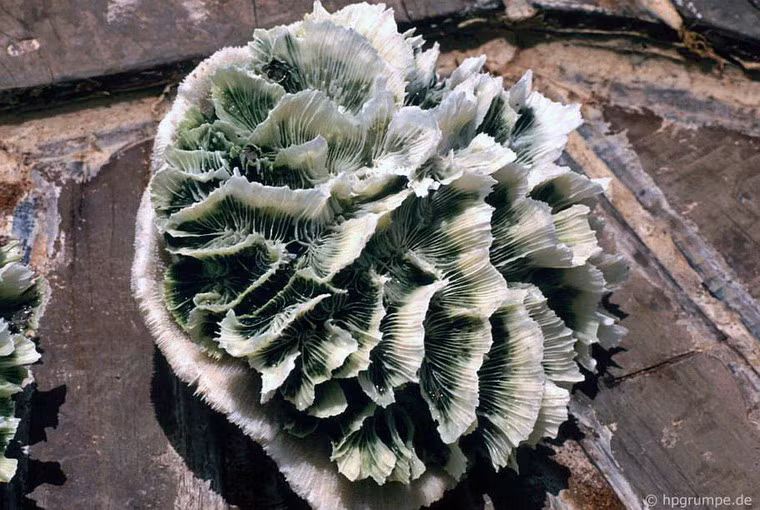 San hô, một món quà lưu niệm độc đáo.