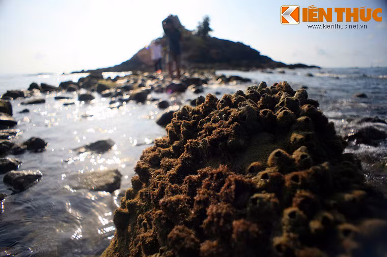 Những phiến đá lởm chởm qua tháng năm đã trở thành nơi cư trú của vô số con hà có vỏ sắc nhọn.