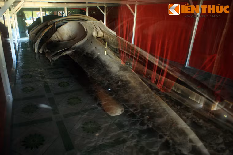 Cá có chiều dài 11m, bị mắc cạn tại vùng biển của ấp Cồn Mũi năm 2006 và được người dân đưa về đây thờ tự.