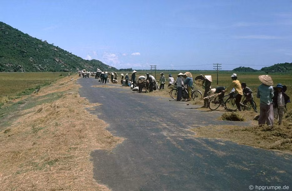Người nông dân phơi thóc ngay trên mặt đường quốc lộ.
