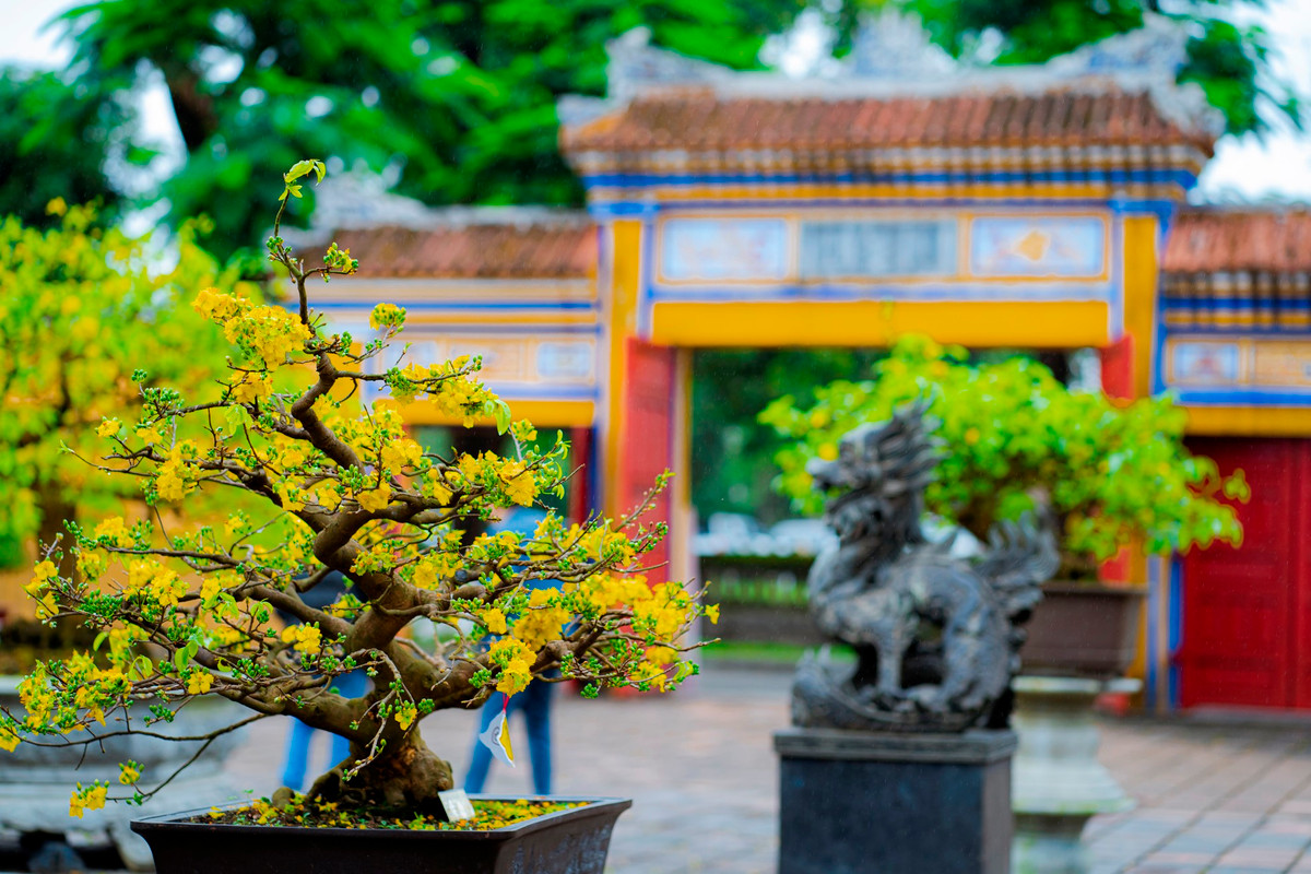 Hoàng mai Huế là giống cây thân gỗ nhỏ tuổi thọ bền. Cây sinh trưởng phát triển như giống mai thông thường, không kén đất trồng, chủ yếu chỉ trồng được ở khí hậu nhiệt đới. Ảnh: Đình Hoàng.