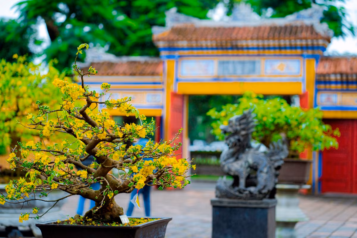 Hoàng mai Huế là giống cây thân gỗ nhỏ tuổi thọ bền. Cây sinh trưởng phát triển như giống mai thông thường, không kén đất trồng, chủ yếu chỉ trồng được ở khí hậu nhiệt đới. Ảnh: Đình Hoàng.