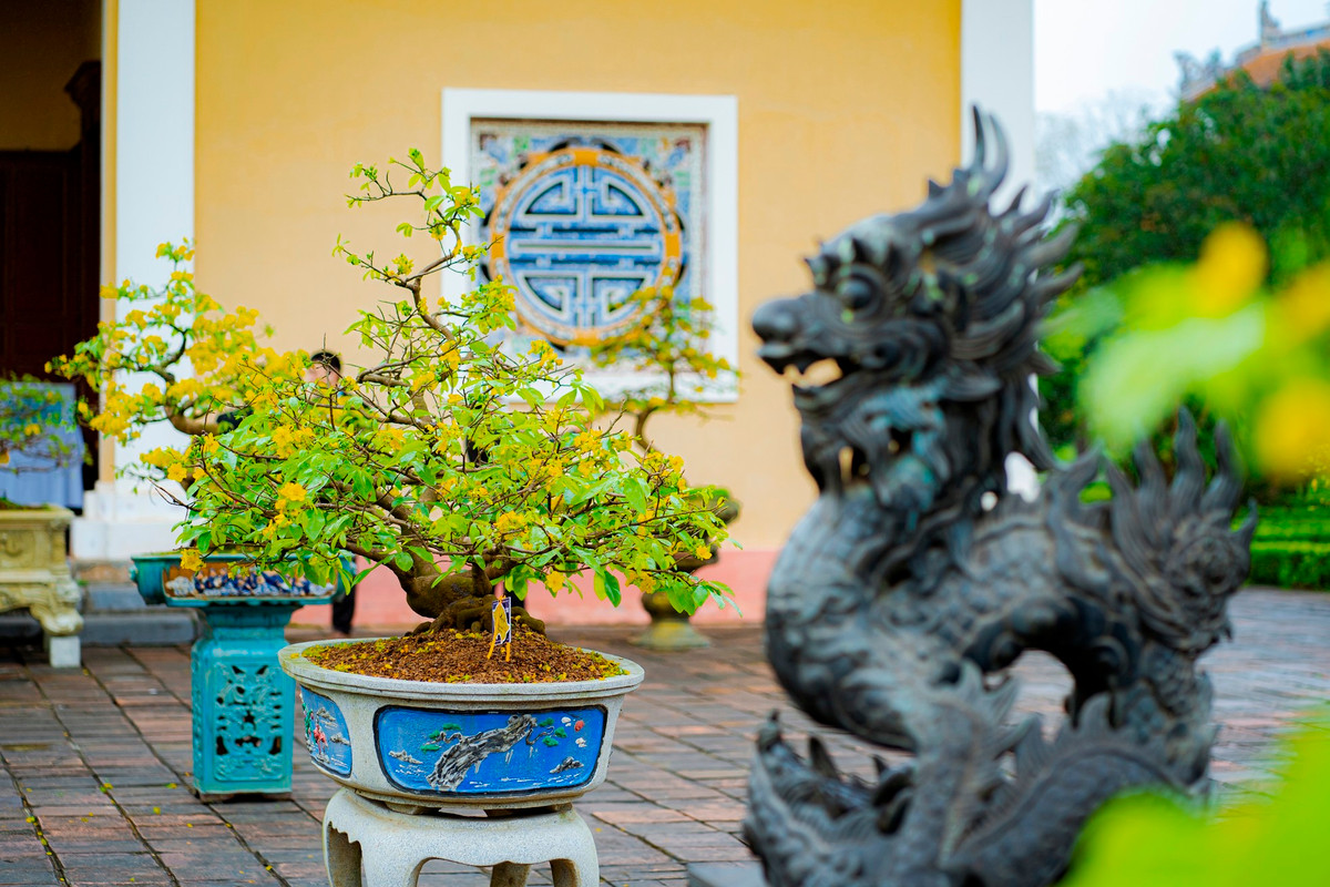 Để chơi được mai Huế cần sự đam mê. Người chăm sóc mai phải làm sao cho hoa mai được đâm chồi nảy lộc đúng dịp, những cánh mai được lâu tàn và giữ được màu vàng vương giả của hoa mai. Ảnh: Đình Hoàng.