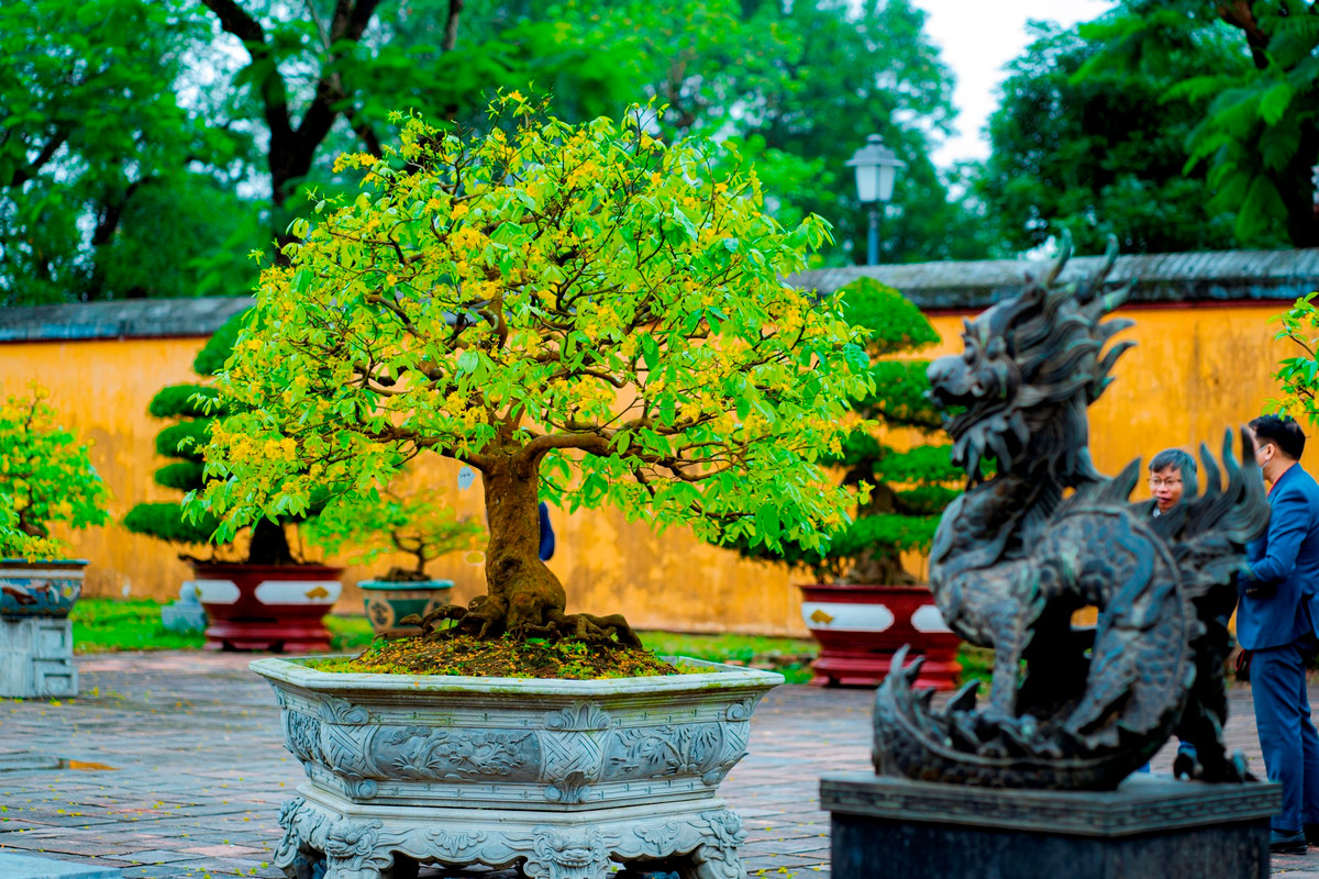 Được xem là xứ sở của hoa mai vàng, mới đây, tỉnh TT-Huế đã có chủ trương đăng cai Lễ hội Hoàng mai Huế trên quy mô toàn quốc trong dịp đón Tết cổ truyền Quý Mão 2023. Ảnh: Đình Hoàng.