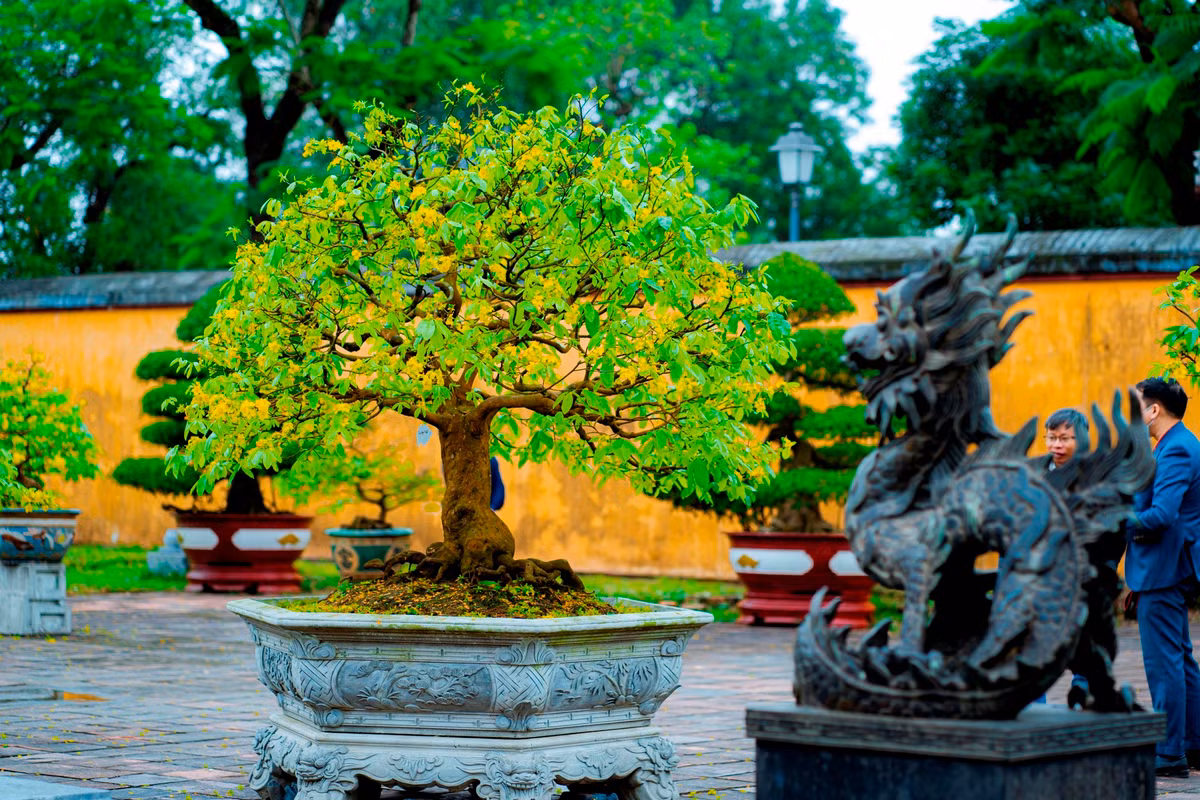 Được xem là xứ sở của hoa mai vàng, mới đây, tỉnh TT-Huế đã có chủ trương đăng cai Lễ hội Hoàng mai Huế trên quy mô toàn quốc trong dịp đón Tết cổ truyền Quý Mão 2023. Ảnh: Đình Hoàng.