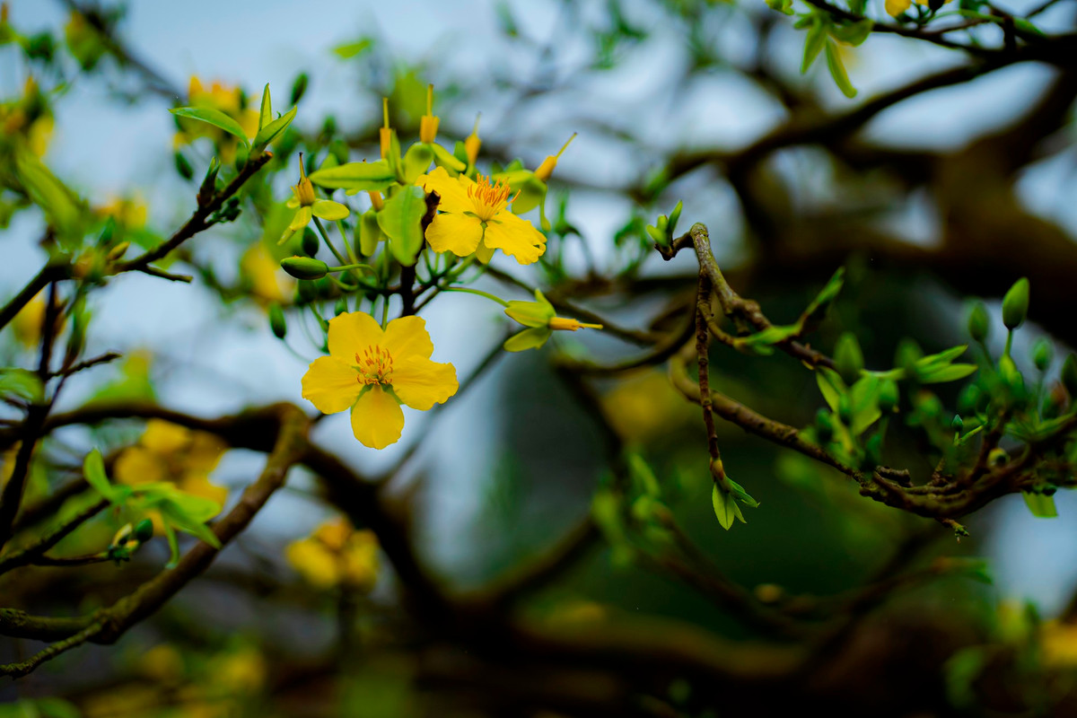 Hoàng mai Huế không có lá màu đỏ như hồng diệp mai của vùng Trung Trung bộ hay nhiều cánh như hoa mai miền Nam mà chỉ có 5 cánh, lá cây khi còn non đã có màu xanh, cánh dày, vàng tươi rực rỡ, mang hương thơm nhè nhẹ, tinh khiết và thanh thoát rất riêng biệt. Ảnh: Đình Hoàng.