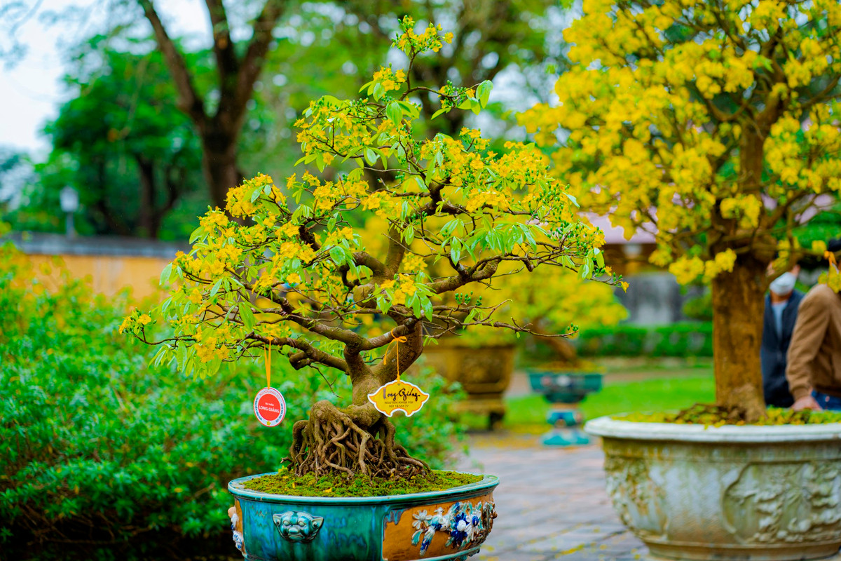 Hiện nay, dù trên thị trường với nhiều loại mai khác nhau, Hoàng mai Huế vẫn luôn chiếm vị trí quan trọng và được nhiều người yêu thích. Ảnh: Đình Hoàng.