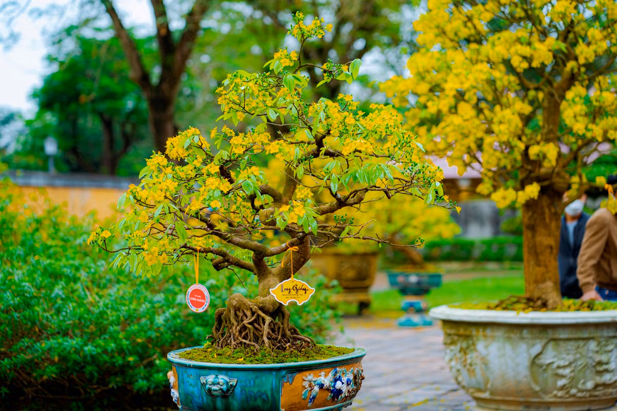 Hiện nay, dù trên thị trường với nhiều loại mai khác nhau, Hoàng mai Huế vẫn luôn chiếm vị trí quan trọng và được nhiều người yêu thích. Ảnh: Đình Hoàng.