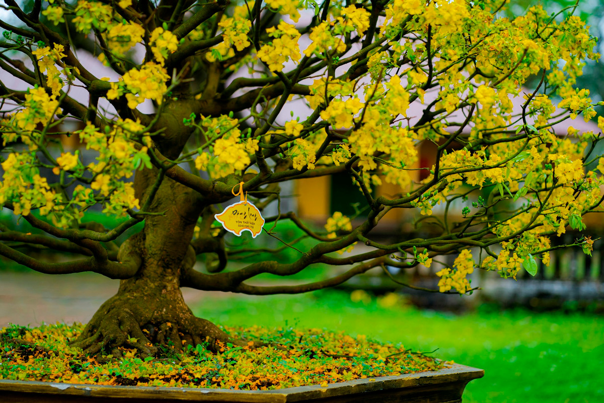 Từ lâu, Hoàng mai Huế được nhân giống bằng cách ghép hoặc trồng từ hạt. Hiện nay, giống này chủ yếu được trồng từ cây ghép do có ưu điểm là cây nhanh lớn, nụ nhiều, sức sống mạnh, ít bệnh hơn cây trồng từ hạt. Ảnh: Đình Hoàng.