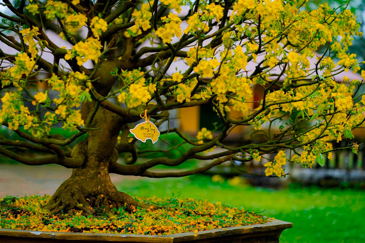 Từ lâu, Hoàng mai Huế được nhân giống bằng cách ghép hoặc trồng từ hạt. Hiện nay, giống này chủ yếu được trồng từ cây ghép do có ưu điểm là cây nhanh lớn, nụ nhiều, sức sống mạnh, ít bệnh hơn cây trồng từ hạt. Ảnh: Đình Hoàng.