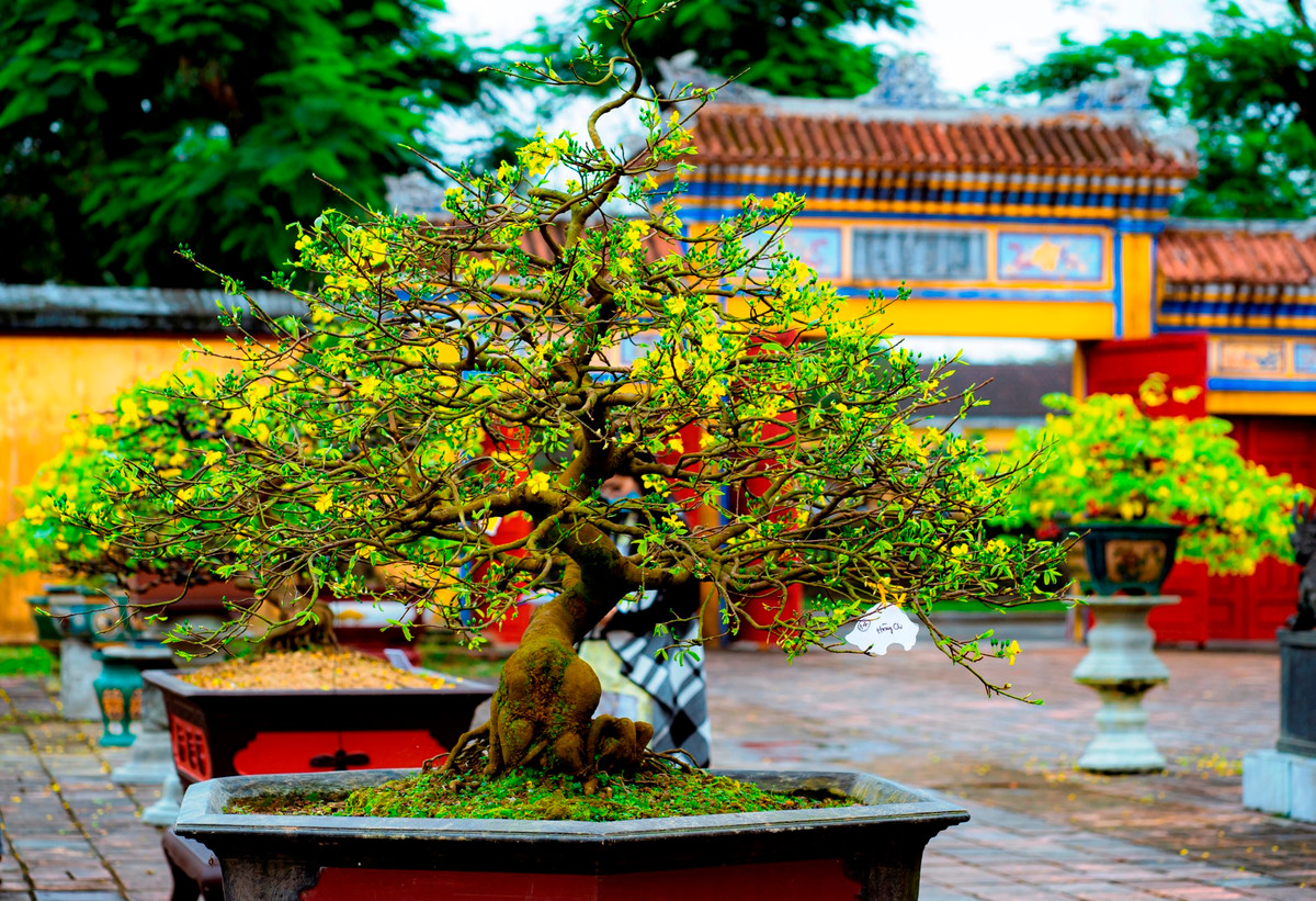 Mai Huế thường khó trổ bông hơn so với các loại hoa mai khác. Mai Huế cần thời tiết ấm để cây đâm chồi nảy lộc. Trời quá nóng thì mai thường nở sớm. Trời quá lạnh, cây mai lại khép nụ mãi, không đơm bông được. Ảnh: Đình Hoàng.