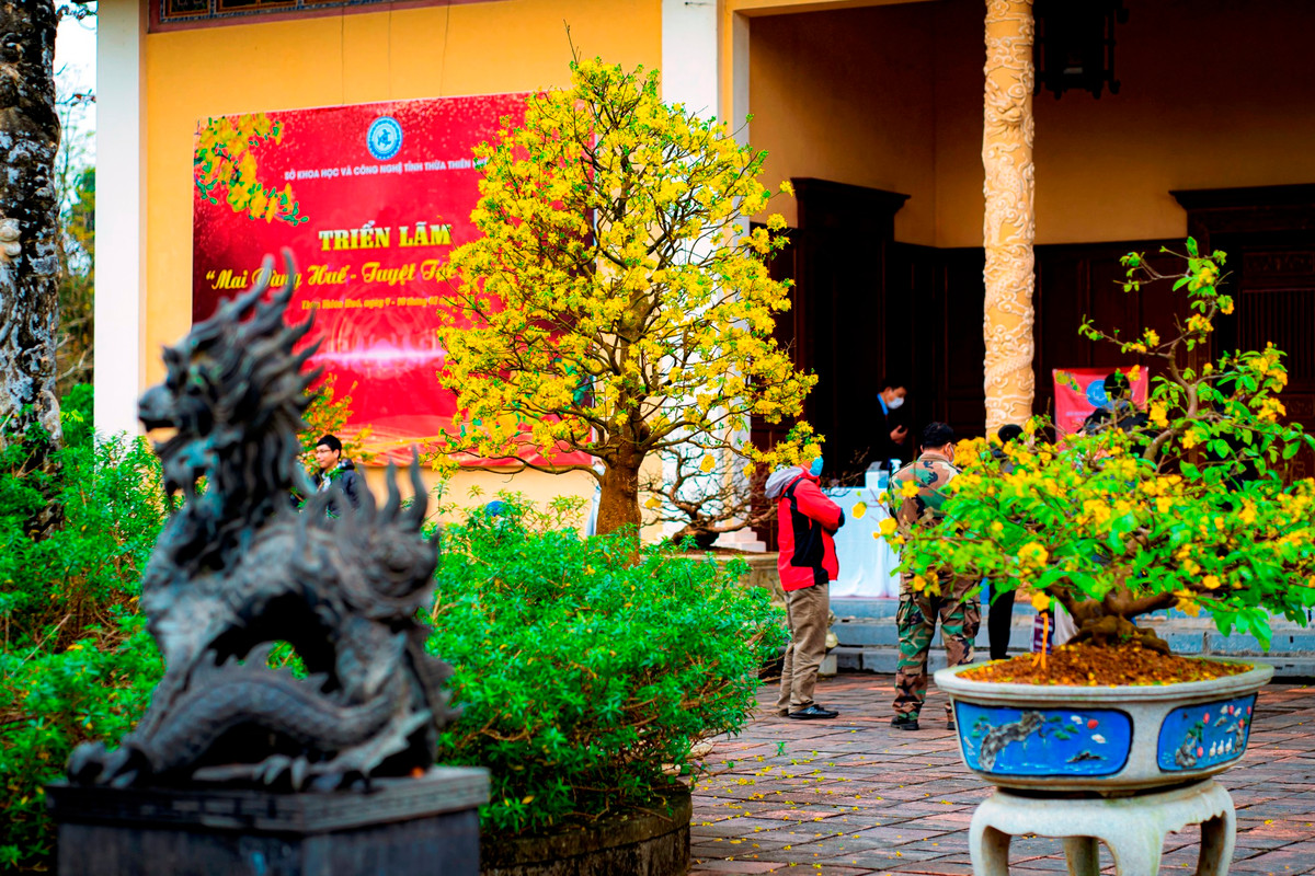 Mỗi khi Tết đến xuân về, chưng Hoàng mai trong nhà vừa làm tăng không khí Xuân, đồng thời, đó như là nét văn hóa của người dân xứ Huế và người miền Trung nói chung. Ảnh: Đình Hoàng.