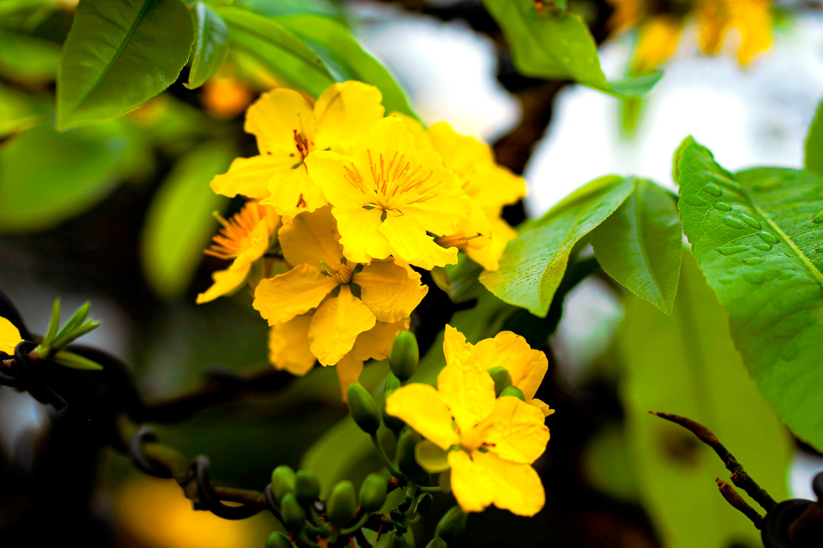 Mai vàng Huế có lộc xanh, cành lộc dày, hoa có cuống ngắn, 5 cánh màu vàng đậm, viền lượn sóng, mặt phẳng, các cánh xếp khít nhau, hương thơm dịu nhẹ. Đây là đặc tính cảm quan của Hoàng mai Huế, dùng để phân biệt các loại mai khác. Ảnh: Đình Hoàng.