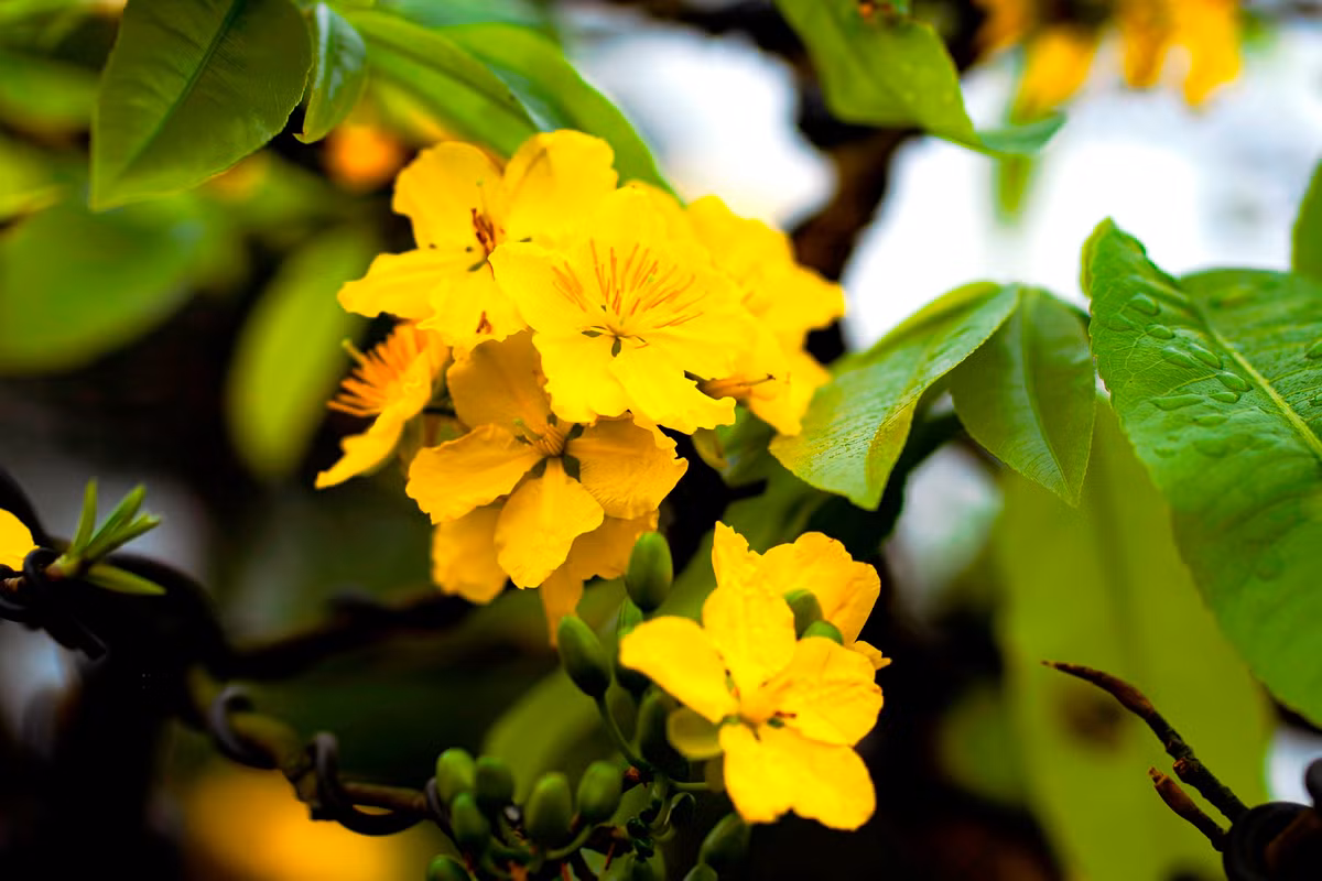 Mai vàng Huế có lộc xanh, cành lộc dày, hoa có cuống ngắn, 5 cánh màu vàng đậm, viền lượn sóng, mặt phẳng, các cánh xếp khít nhau, hương thơm dịu nhẹ. Đây là đặc tính cảm quan của Hoàng mai Huế, dùng để phân biệt các loại mai khác. Ảnh: Đình Hoàng.