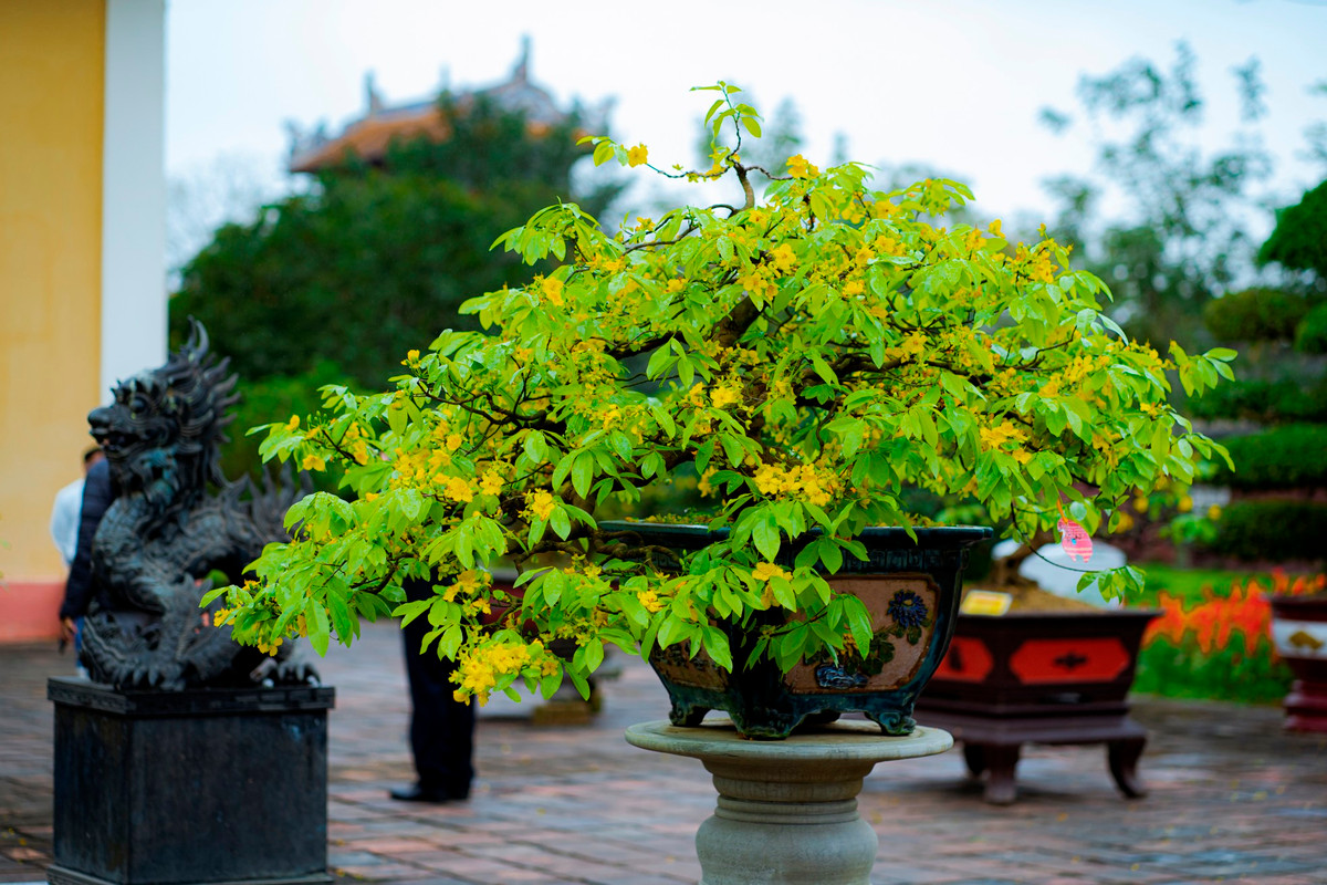 Theo ông Huỳnh Tiến Đạt, Giám đốc Trung tâm Festival Huế, lễ hội Hoàng mai Huế 2023 được tổ chức từ ngày 13 đến 19/1, tại công viên Thương Bạc (TP Huế). Ảnh: Đình Hoàng.