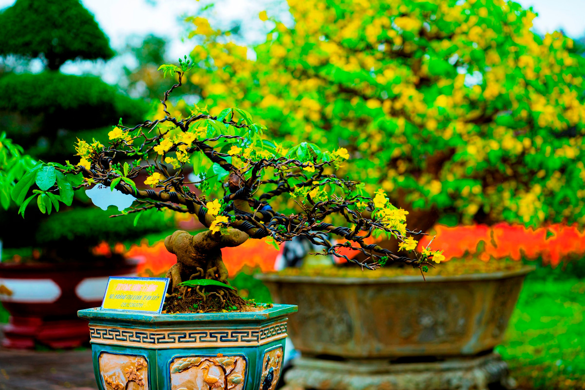 Lễ hội sẽ cho trưng bày những cây mai Hoàng mai Huế đẹp, độc, lạ từ nhà vườn trong cả nước. Đây là nơi để các nhà vườn, người chơi mai cảnh ở Huế và cả nước giao lưu, gặp gỡ, quảng bá sản phẩm, mua bán những cây mai quý. Ảnh: Đình Hoàng.