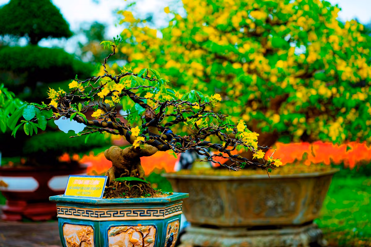 Lễ hội sẽ cho trưng bày những cây mai Hoàng mai Huế đẹp, độc, lạ từ nhà vườn trong cả nước. Đây là nơi để các nhà vườn, người chơi mai cảnh ở Huế và cả nước giao lưu, gặp gỡ, quảng bá sản phẩm, mua bán những cây mai quý. Ảnh: Đình Hoàng.