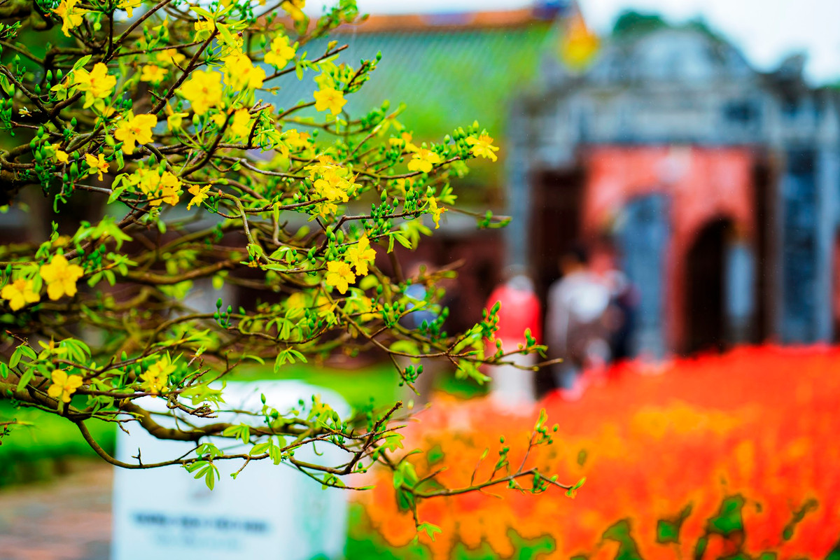 Đây là lễ hội Hoàng mai có quy mô toàn quốc đầu tiên được tổ chức tại Cố đô Huế. Lễ hội này cũng nằm trong khuôn khổ Festival mùa Xuân thuộc chương trình Festival 4 mùa được tổ chức xuyên suốt trong năm 2023 của tỉnh TT-Huế. Ảnh: Đình Hoàng