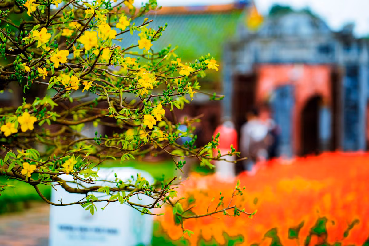 Đây là lễ hội Hoàng mai có quy mô toàn quốc đầu tiên được tổ chức tại Cố đô Huế. Lễ hội này cũng nằm trong khuôn khổ Festival mùa Xuân thuộc chương trình Festival 4 mùa được tổ chức xuyên suốt trong năm 2023 của tỉnh TT-Huế. Ảnh: Đình Hoàng