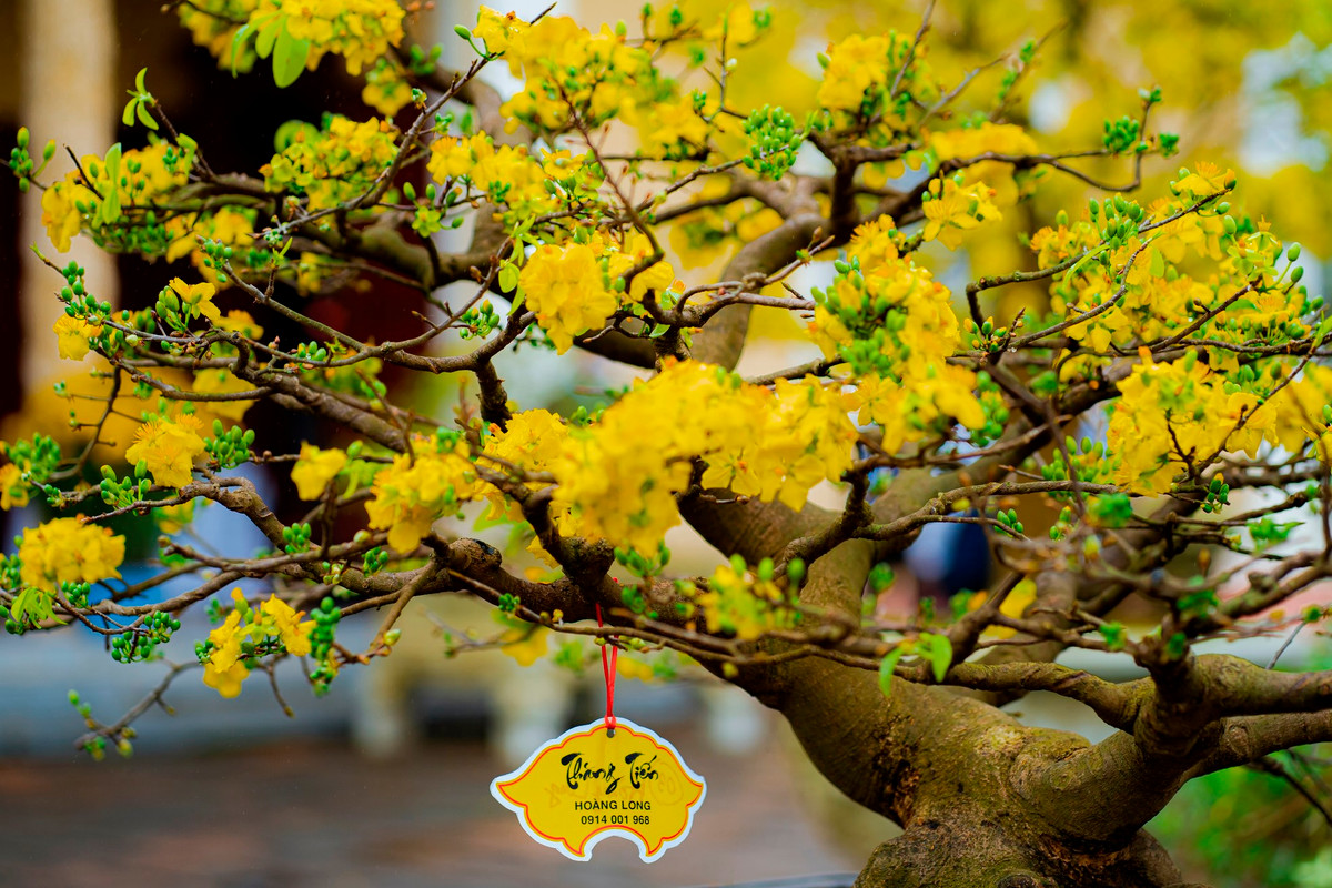 Người dân cố đô từ lâu đã có thú chơi tao nhã đối với hoàng mai và tạo nên những “tuyệt phẩm” giá trị, mang tính biểu tượng về sắc xuân của thiên nhiên và con người Huế đáng để chiêm ngưỡng, khám phá. Theo các tài liệu nghiên cứu, mai vàng ở TT-Huế có nguồn gen bản địa đặc hữu thường gọi là “Hoàng mai Huế”, được trồng từ lâu đời ở Cung đình, phủ đệ, dinh thự, sân đình, cửa chùa, sân nhà người dân... tạo nên vẻ đẹp, trở thành biểu tượng sắc xuân của thiên nhiên và con người Huế, gắn liền với đời sống thường nhật Huế. Ảnh: Đình Hoàng
