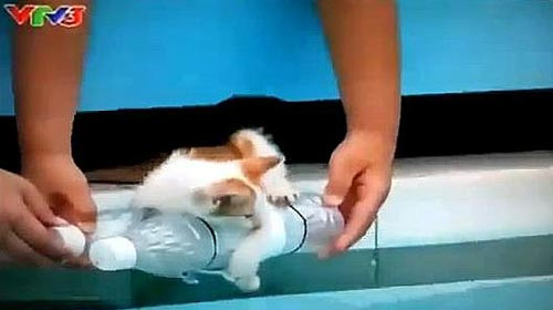 Trong chương trình "Con yêu của mẹ" của VTV phát sóng lúc 20h ngày 17/4/2011, hình ảnh đứa trẻ buộc chặt một chú mèo con vào hai chai rỗng rồi thả xuống hồ bơi cũng bị chỉ trích suốt một thời gian dài. Sau đó Phó tổng giám đốc VTV Nguyễn Thành Lương chỉ đạo các bên liên quan tìm hiểu rõ sự việc: “Ðây là một sự việc rất đáng tiếc và chúng tôi đã rút kinh nghiệm nghiêm khắc với tất cả các bộ phận liên quan”.