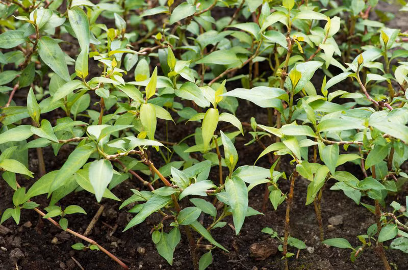 Rau ram o Viet Nam 2.000 dong/mo, sang nuoc ngoai 250.000 dong/mo