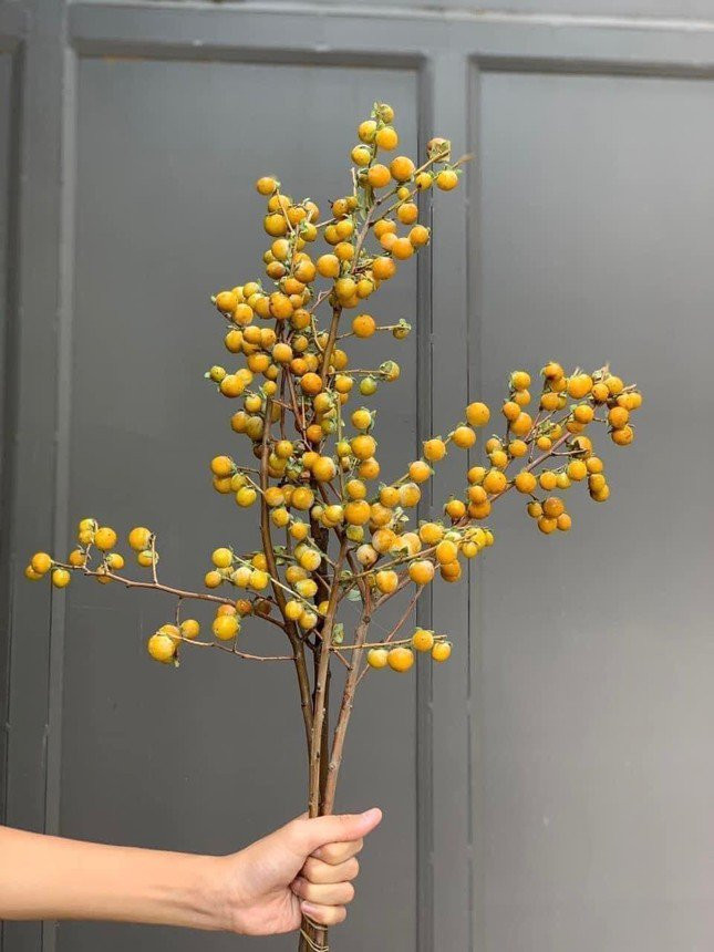 Trao luu cam cac canh qua mua thu cuc chill-Hinh-2