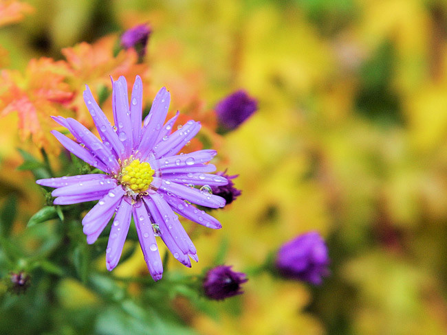 Cuoi thang 9, 3 con giap Than Tai goi ten, tien bac du da-Hinh-3