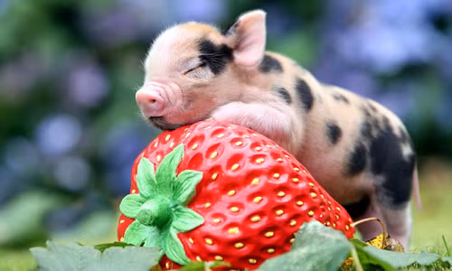 Tuy nhiên bước sang thời gian tới, người tuổi Hợi có cơ hội làm mới mình, gặp gỡ được những đối tượng phù hợp và như ý, nhờ đó mà chuyện tình cảm cũng thăng hoa hơn. * Thông tin chỉ mang tính chất tham khảo