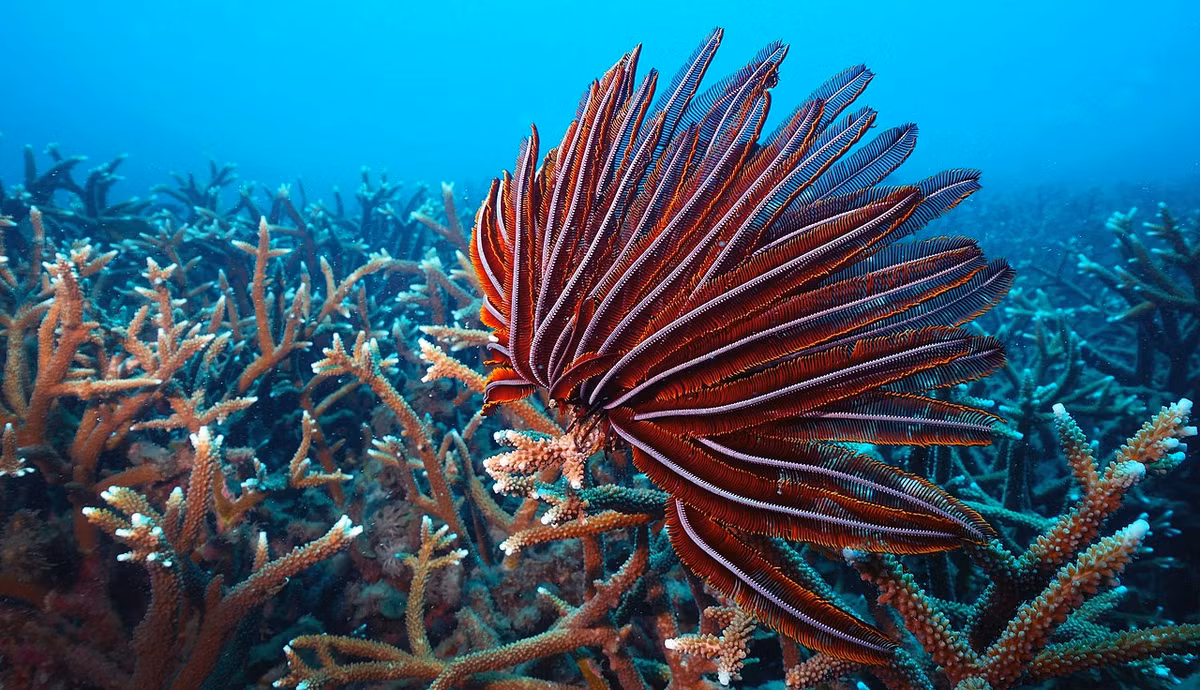 Huệ biển đỏ (Himerometra robustipinna) dài 10-15 cm, cư trú ở các vùng biển nhiệt đới ven bờ thuộc khu vực Ấn Độ Dương - Thái Bình Dương. Loài này thường bám vào san hô và hải miên.