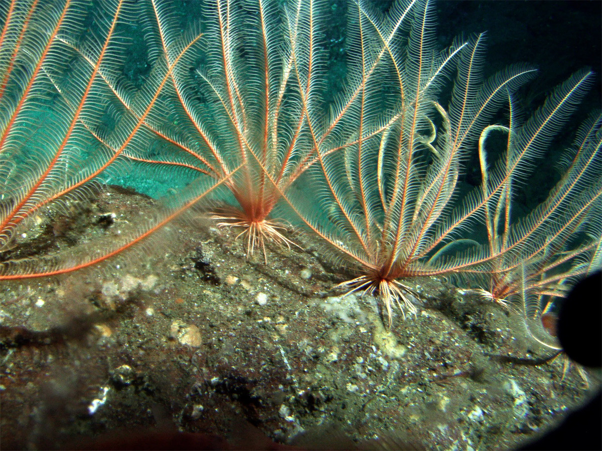 Huệ biển Florometra serratissima dài 15-20 cm, được tìm thấy ngoài khơi bờ biển Thái Bình Dương của Bắc Mỹ, thường ở vùng nước sâu. Chúng có thể có thể bò hoặc bơi bằng cách "đập cánh" để di chuyển xung quanh.