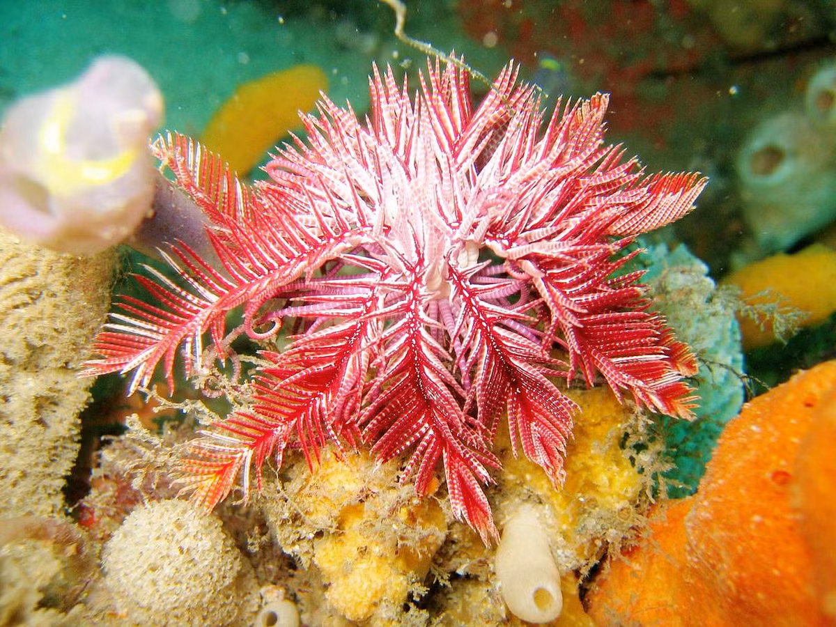 Huệ biển đỏ tím (Ptilometra australis) dài 10-15 cm, có nguồn gốc từ các bờ biển phía Đông Nam Australia. Chúng có 18 đến 20 "cánh tay" có khớp nối, có thể cuộn lại khi không kiếm ăn.