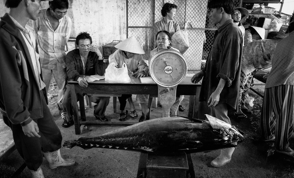 Con cá ngừ lớn trên bàn cân.