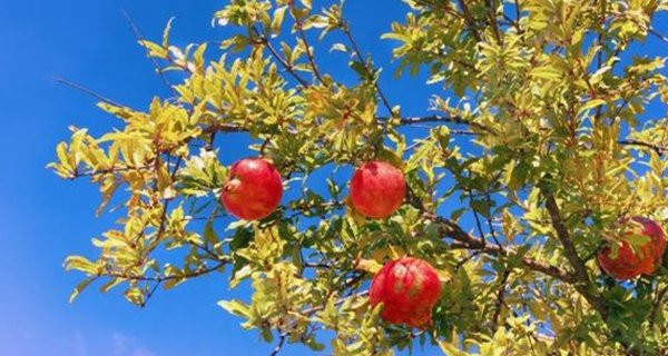 Hơn nữa, quả lựu cũng mang một ý nghĩa đặc biệt. Cha ông ta thời xưa rất coi trọng việc thừa kế dòng dõi. Mà quả lựu rất nhiều hạt nên chúng có ý nghĩa tượng trưng cho ‘con đàn cháu đống’, nhiều phước lành. 