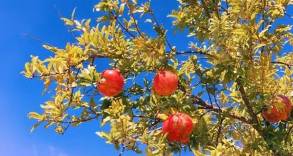 Hơn nữa, quả lựu cũng mang một ý nghĩa đặc biệt. Cha ông ta thời xưa rất coi trọng việc thừa kế dòng dõi. Mà quả lựu rất nhiều hạt nên chúng có ý nghĩa tượng trưng cho ‘con đàn cháu đống’, nhiều phước lành. 