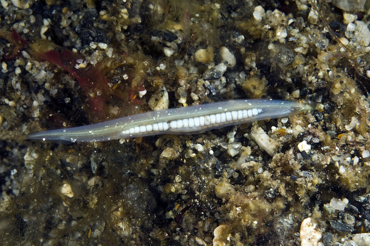 Được tìm thấy trong chất nền mềm ở vùng biển nông, lưỡng tiêm dài 5-6 cm khi trưởng thành. Loài này có một cơ thể thon dài, dẹt hai bên và nhọn hai đầu. Chúng có dây sống kéo dài toàn bộ chiều dài của cơ thể cùng hệ thống dây thần kinh tỏa ra, nhưng không có xương sống.