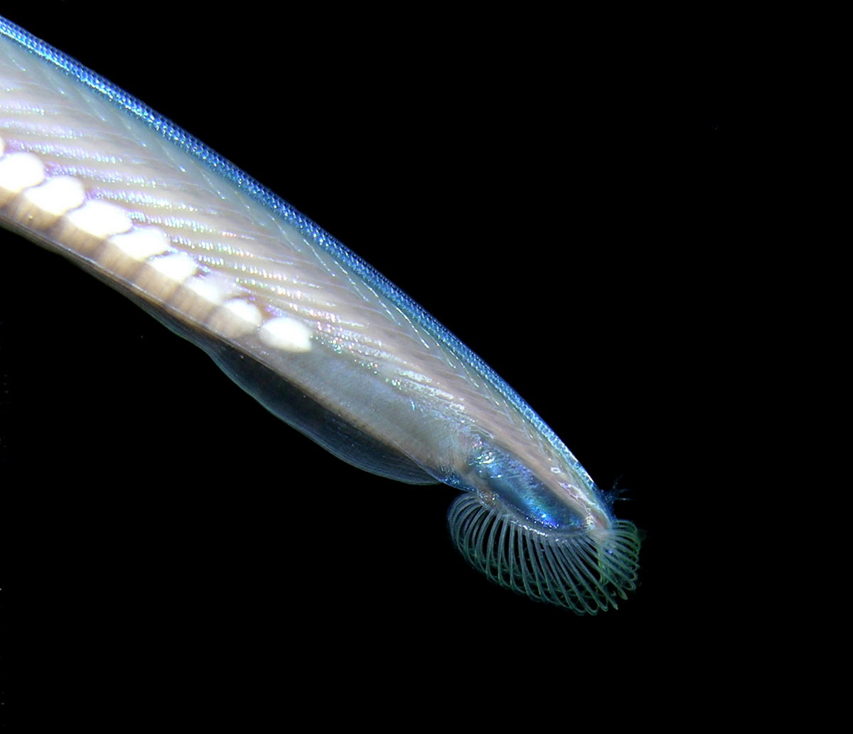 Lưỡng tiêm có một con mắt duy nhất phía trước trán, hoạt động như cảm biến ánh sáng chứ không ghi nhận được hình ảnh. Miệng chúng ở mặt dưới của cơ thể, được bao quanh bởi một chùm 20 hoặc 30 lông gai hoặc phần phụ cảm giác thanh mảnh, phù hợp với việc tìm thức ăn là sinh vật phù du.