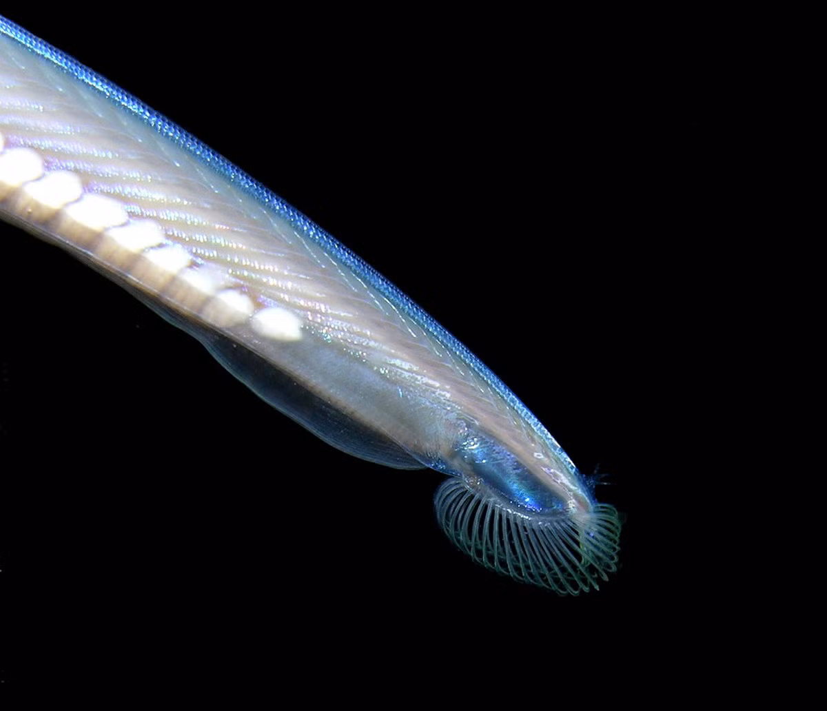 Lưỡng tiêm có một con mắt duy nhất phía trước trán, hoạt động như cảm biến ánh sáng chứ không ghi nhận được hình ảnh. Miệng chúng ở mặt dưới của cơ thể, được bao quanh bởi một chùm 20 hoặc 30 lông gai hoặc phần phụ cảm giác thanh mảnh, phù hợp với việc tìm thức ăn là sinh vật phù du.