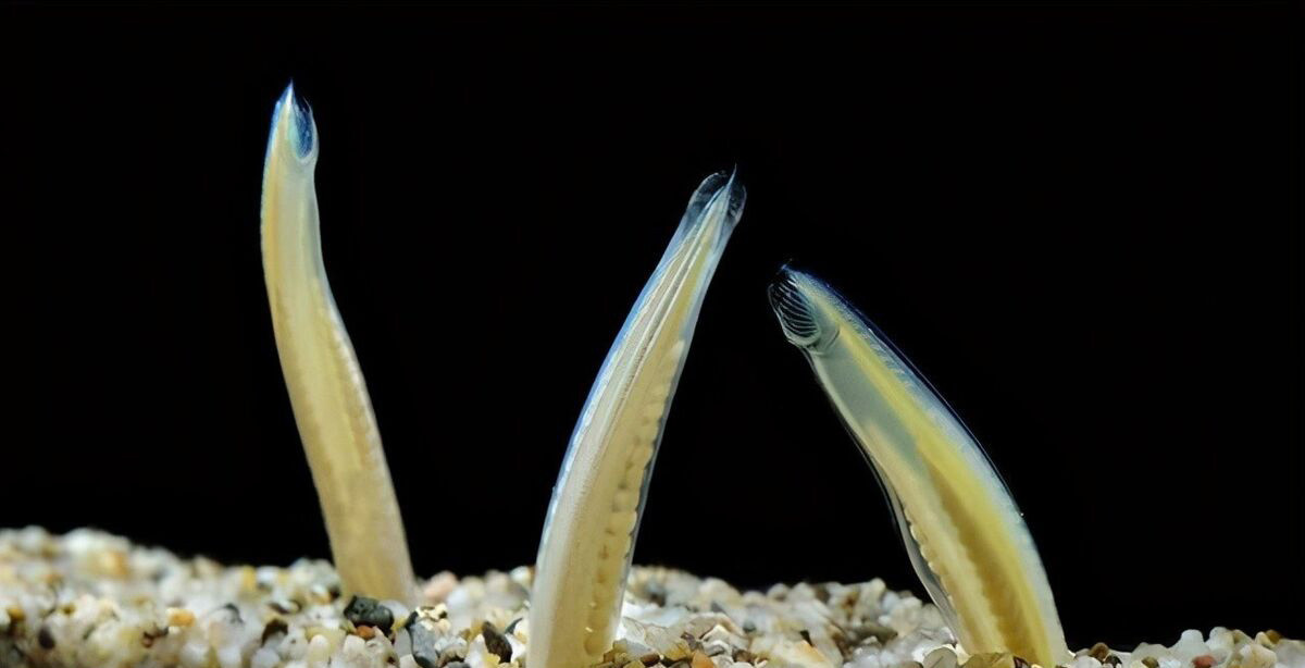 Lưỡng tiêm sinh sản khi đạt tuổi đời từ 2 đến 3 năm. Mỗi năm một lần chúng tụ tập thành từng khối dưới đáy biển để đẻ trứng. Trứng đẻ ra được thụ tinh bên ngoài.