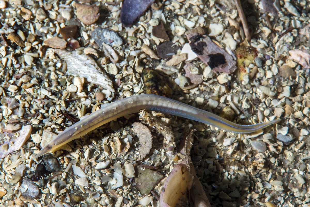 Trong tự nhiên, lưỡng tiêm phân bố ở đông Đại Tây Dương, Địa Trung Hải và Biển Đen. Sau khi kênh đào Suez được xây dưng, chúng đã xâm nhập vào phía Bắc của Ấn Độ Dương và bờ biển Đông Phi.