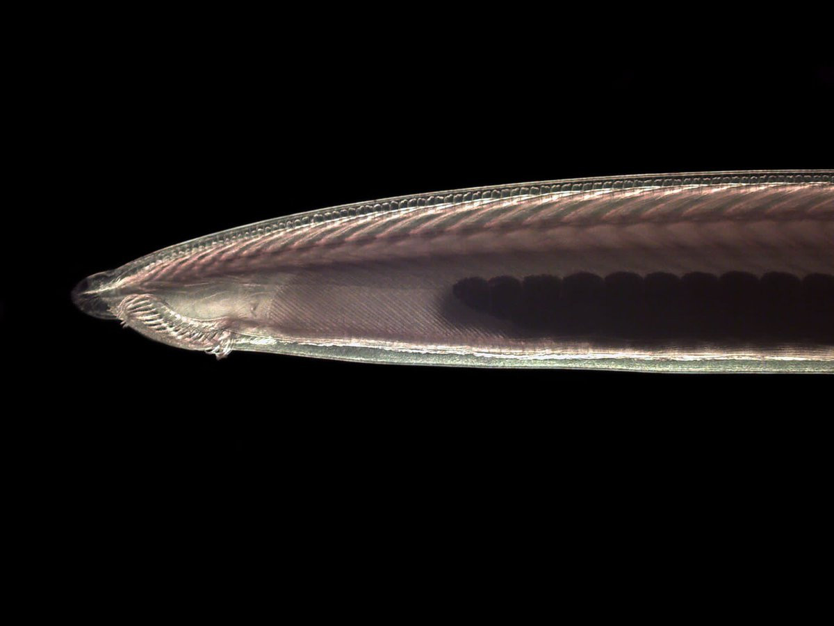 Giai đoạn đầu tiên sau khi nở, ấu trùng trùng lưỡng tiêm trông giống một con sâu, sống bám trên giá thể. Theo thời gian, chúng dài và dẹp hơn, các bộ phận cơ thể phân hóa để trở thành một sinh vật bơi tự do.