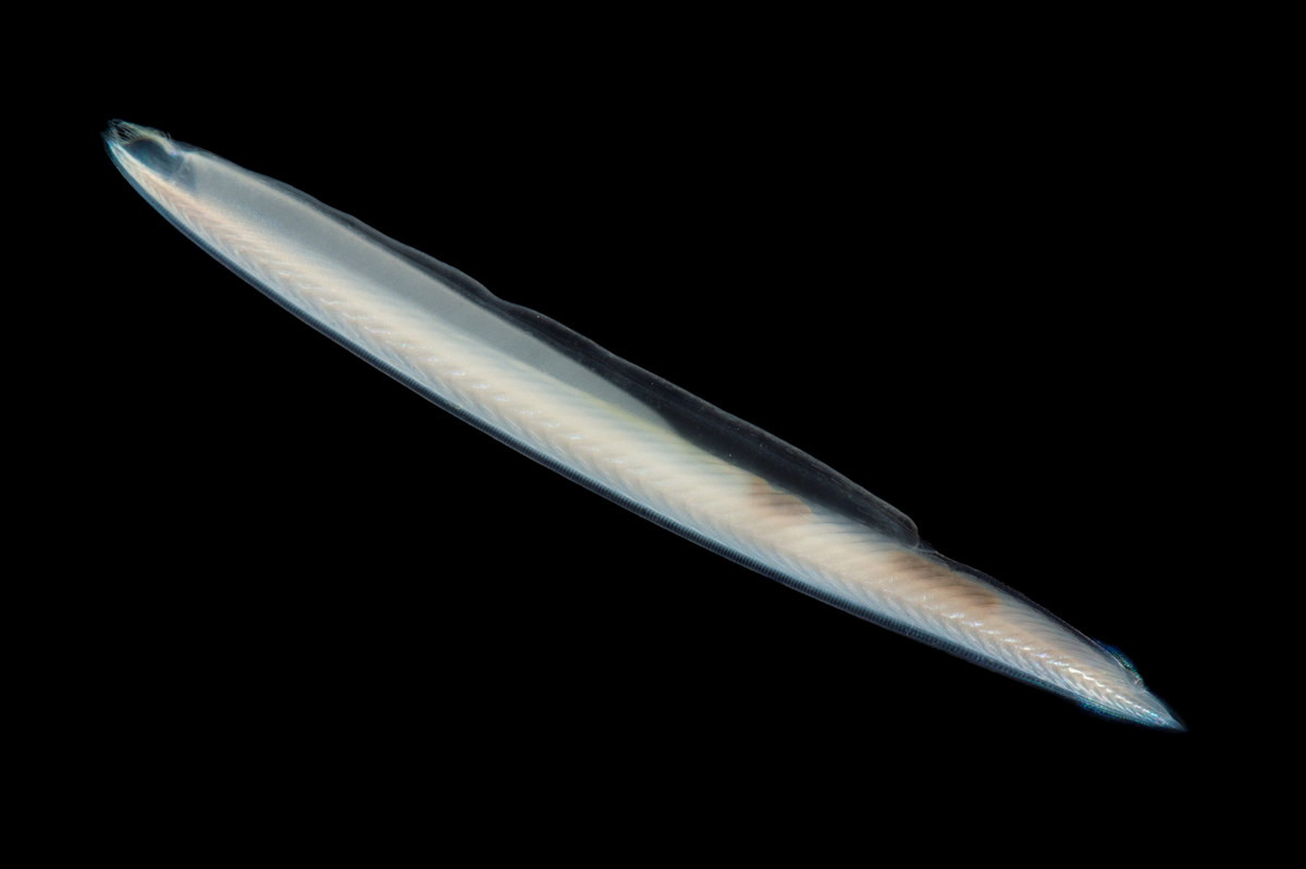 Thuộc phân ngành Sống đầu (Cephalochordata), lưỡng tiêm (Branchiostoma lanceolatum) là một loài động vật kỳ lạ, được xếp vào dạng trung gian giữa động vật không xương sống và động vật có xương sống.