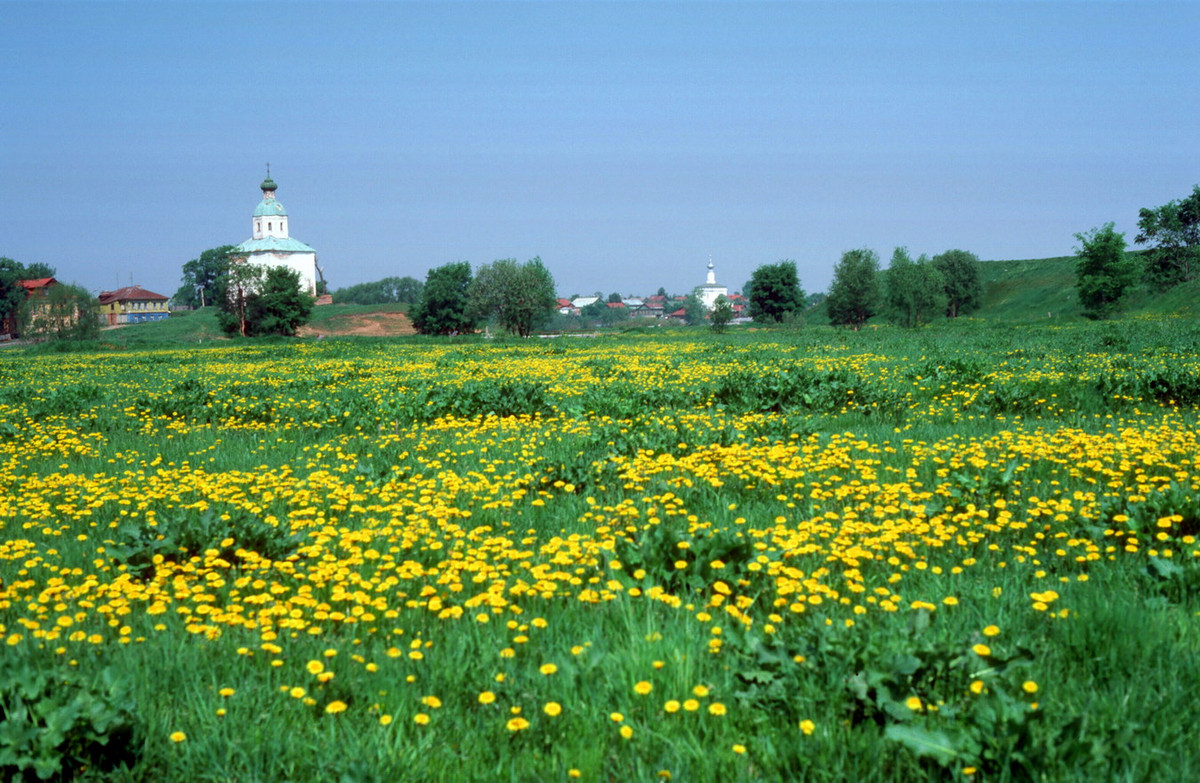 "Hoa vàng trên cỏ xanh" đẹp mê mẩn ở Suzdal.