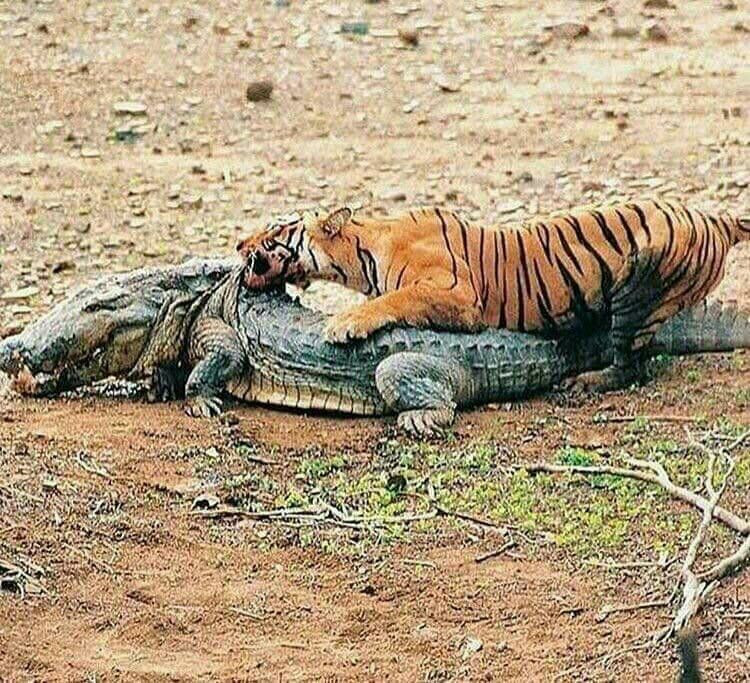 Xau xi lai hay can nguoi, nhieu loai ca sau va ran dang bi bo mac-Hinh-2